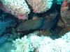 Album: Dive4-2 Staghorn Point