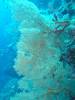 113 - Dive4-3 South West Wall