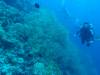 123 - Dive4-3 South West Wall