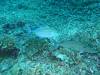 129 - Dive4-3 South West Wall
