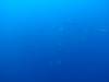 112 - Dive5-1 Shark Airport Wall