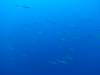 113 - Dive5-1 Shark Airport Wall