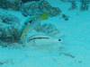 121 - Dive5-1 Shark Airport Wall