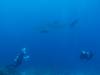 125 - Dive5-1 Shark Airport Wall