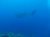 126 - Dive5-1 Shark Airport Wall