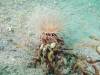 166 - Dive8-1 Thalatta