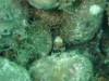 168 - Dive8-1 Thalatta