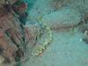 104 - DiveA-3 Masaplod North
