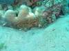 107 - DiveA-3 Masaplod North