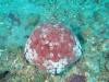 114 - DiveA-3 Masaplod North