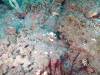 116 - DiveA-3 Masaplod North