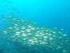 118 - DiveA-3 Masaplod North