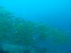 121 - DiveA-3 Masaplod North