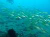122 - DiveA-3 Masaplod North