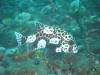 123 - DiveA-3 Masaplod North