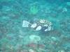 124 - DiveA-3 Masaplod North