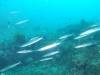 125 - DiveA-3 Masaplod North