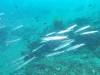 126 - DiveA-3 Masaplod North