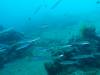 127 - DiveA-3 Masaplod North
