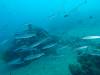 128 - DiveA-3 Masaplod North