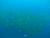 132 - DiveA-3 Masaplod North
