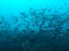 136 - DiveA-3 Masaplod North