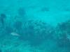 139 - DiveA-3 Masaplod North