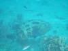 140 - DiveA-3 Masaplod North