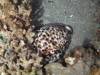 100 - DiveA-4N Atmosphere House Reef