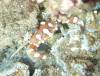 102 - DiveA-4N Atmosphere House Reef