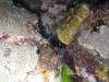 103 - DiveA-4N Atmosphere House Reef