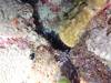 104 - DiveA-4N Atmosphere House Reef