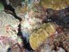105 - DiveA-4N Atmosphere House Reef