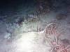 109 - DiveA-4N Atmosphere House Reef