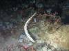 111 - DiveA-4N Atmosphere House Reef