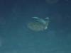 120 - DiveA-4N Atmosphere House Reef