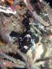 125 - DiveA-4N Atmosphere House Reef