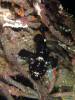 126 - DiveA-4N Atmosphere House Reef