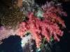 128 - DiveA-4N Atmosphere House Reef