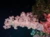 129 - DiveA-4N Atmosphere House Reef