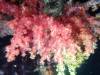 130 - DiveA-4N Atmosphere House Reef