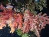 131 - DiveA-4N Atmosphere House Reef