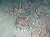 134 - DiveA-4N Atmosphere House Reef