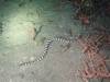 136 - DiveA-4N Atmosphere House Reef
