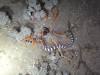 138 - DiveA-4N Atmosphere House Reef