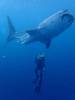 090 - DiveB-1 Oslob Whaleshark
