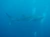 101 - DiveB-1 Oslob Whaleshark