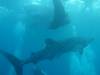 102 - DiveB-1 Oslob Whaleshark