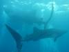 103 - DiveB-1 Oslob Whaleshark