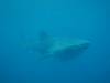 104 - DiveB-1 Oslob Whaleshark